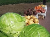 Отборные картошка, морковь, свекла, капуста и другие овощи от поставщика в Алтайском крае / Владимир